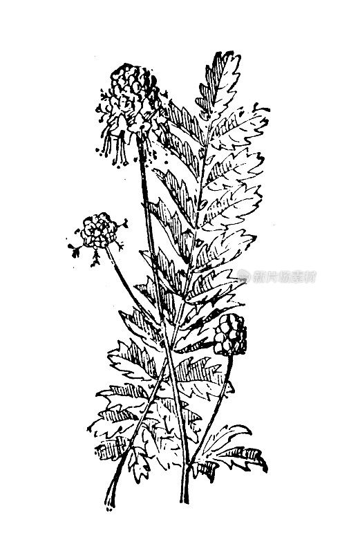 古董插图:Sanguisorba minor，沙拉burnet